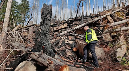 Immer wieder werden Glutnester am Brocken entdeckt. Der Einsatz der Feuerwehr ist noch nicht beendet.  / Foto: Matthias Bein/dpa