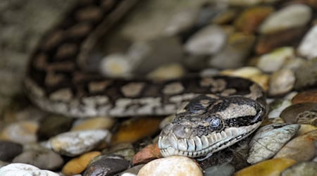 Zwei Beamte finden in einer Wohnung eine Rautenpython. (Symbolbild) / Foto: picture alliance / dpa