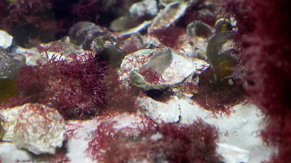 Wissenschaftler untersuchen Riffe pazifischer Austern - und hoffen, dass diese Riffe dem Meeresspiegelanstieg in der Nordsee standhalten. (Archivbild) / Foto: Marcus Brandt/dpa