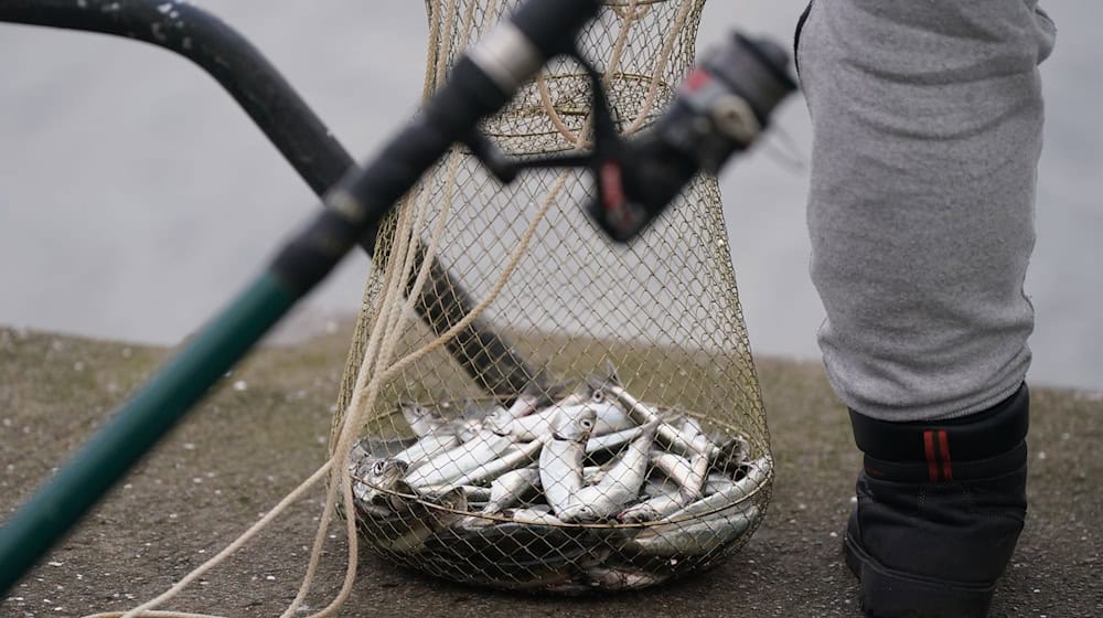 Fischen, wie hier mit einer Reuse in Kiel, könnte in der Ostsee künftig weiter eingeschränkt werden. (Archivbild)  / Foto: Marcus Brandt/dpa