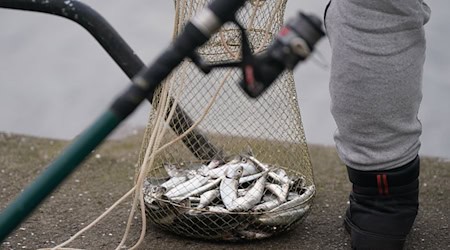 Fischen, wie hier mit einer Reuse in Kiel, könnte in der Ostsee künftig weiter eingeschränkt werden. (Archivbild)  / Foto: Marcus Brandt/dpa