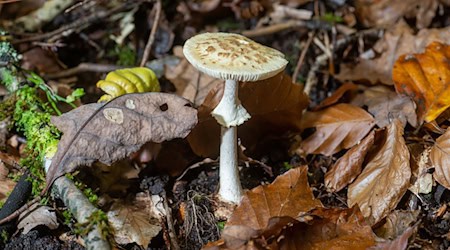 Pilze sammeln macht Spaß - doch Vorsicht ist geboten: ein giftiger gelber Knollenblätterpilz (Amanita citrina). (Symbolbild) / Foto: Harald Tittel/dpa