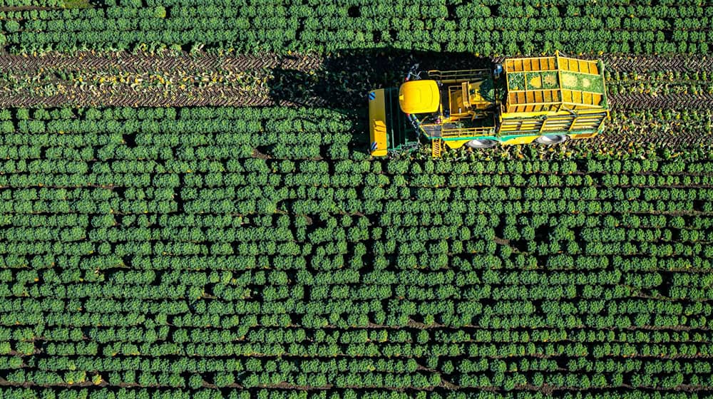 Die ersten Landwirte in Niedersachsen haben mit der Grünkohlernte begonnen.  / Foto: Sina Schuldt/dpa