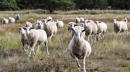 Schafe werden in der Heide zur Landschaftspflege eingesetzt. Werden sie bei der Beweidung gestört, hat das negative Folgen für die Tiere und die Natur. (Symbolbild) / Foto: Jens Kalaene/dpa