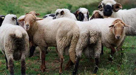 Die Tierseuchenkasse Niedersachsen hat einen ersten Antrag für eine Härtefallbeihilfe nach einem Tierverlust durch die Blauzungenkrankheit bewilligt. (Archivbild) / Foto: Friso Gentsch/dpa