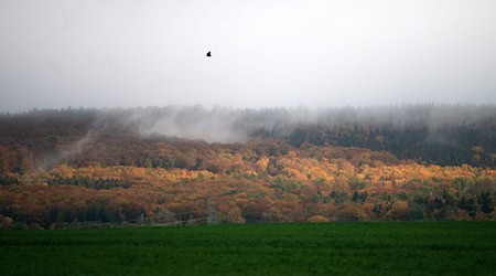 Wegen des Klimawandels ist der Zustand vieler Wälder in Niedersachsen schlecht. (Archivfoto) / Foto: Alicia Windzio/dpa