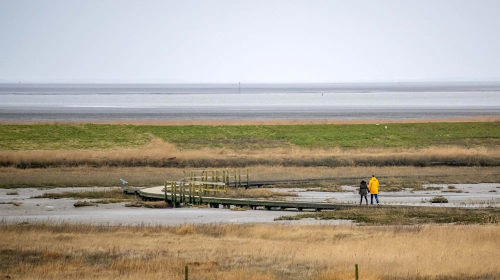 Der Langwarder Groden ist «Naturwunder des Jahres 2024». (Archivbild) / Foto: Sina Schuldt/dpa