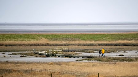 Der Langwarder Groden ist «Naturwunder des Jahres 2024». (Archivbild) / Foto: Sina Schuldt/dpa