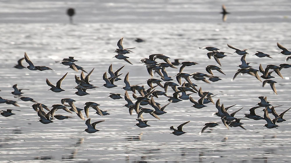 Die diesjährigen Zugvogeltage bieten wieder zahlreiche Beobachtungsmöglichkeiten an der niedersächsischen Küste. (Archivbild) / Foto: Sina Schuldt/dpa