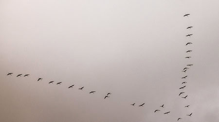 In den Schwärmen, die derzeit starten, könnten 50 bis 200 Tiere fliegen. Später in der Hauptflugzeit könnten es bis zu 1.000 Tiere sein. (Archivbild) / Foto: Oliver Berg/dpa