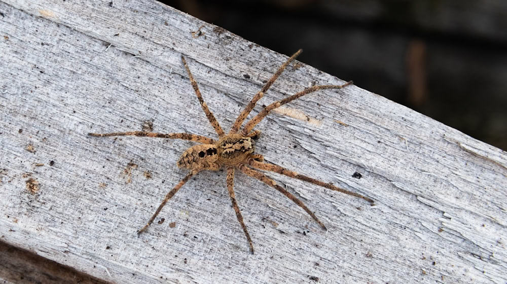 Die Nosferatu-Spinne ist inzwischen in fast ganz Deutschland verbreitet. (Archivbild) / Foto: Robert Pfeifle/ NABU /dpa