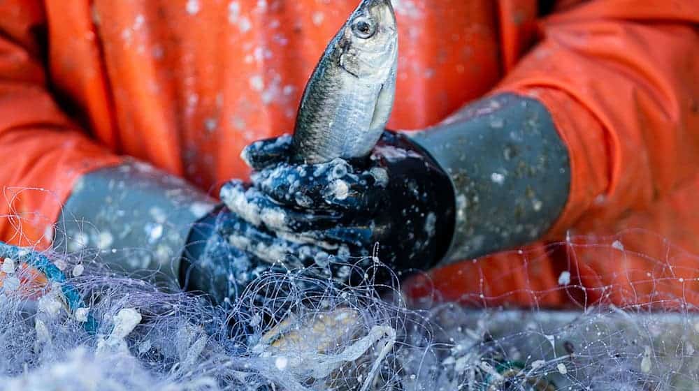 Özdemir kritisiert Russland für Fischereiaktivitäten in der Ostsee. (Archivbild)  / Foto: Jens Büttner/dpa-Zentralbild/dpa