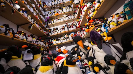 Das Museum besitzt nach eigenen Angaben die weltgrößte Sammlung von Pinguinfiguren. / Foto: Sina Schuldt/dpa