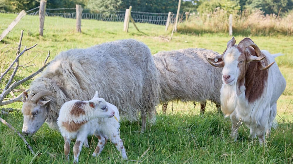 «Flumo» ist ein ganz normales kleines Lamm und keine Mischung aus Ziege und Schaf. (Archivbild) / Foto: Georg Wendt/dpa