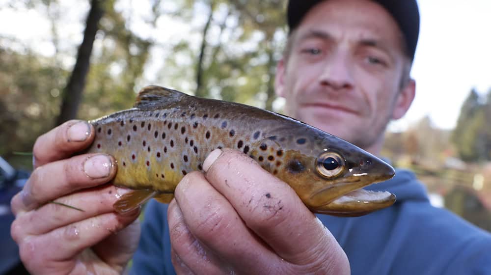 Helfer des Angelsportvereins Oberharz sind mit Elektrofischgeräten und Keschern in der Kalten Bode in Königshütte unterwegs und fischen in einem Abschnitt Harzer Bachforellen. / Foto: Matthias Bein/dpa