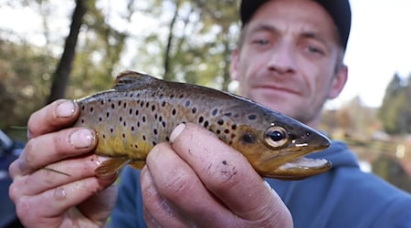 Helfer des Angelsportvereins Oberharz sind mit Elektrofischgeräten und Keschern in der Kalten Bode in Königshütte unterwegs und fischen in einem Abschnitt Harzer Bachforellen. / Foto: Matthias Bein/dpa