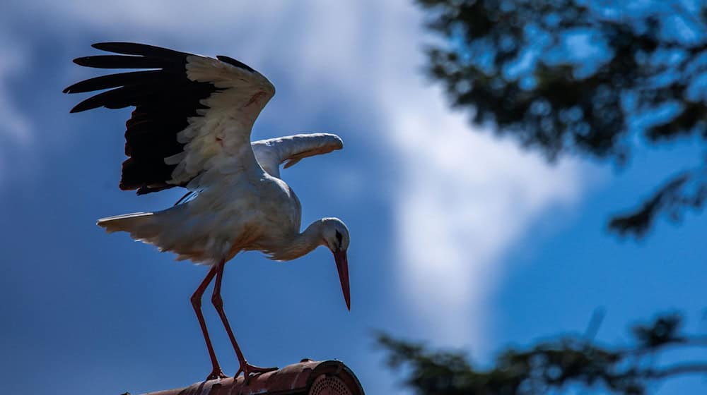 Erst vor rund 1000 Jahren kam der Storch nach Norddeutschland (Archivbild) / Foto: Jens Büttner/dpa