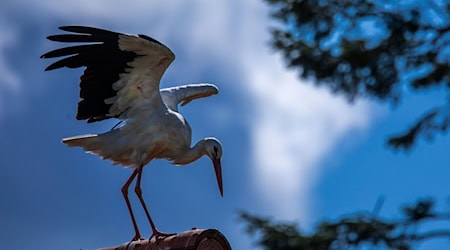 Erst vor rund 1000 Jahren kam der Storch nach Norddeutschland (Archivbild) / Foto: Jens Büttner/dpa