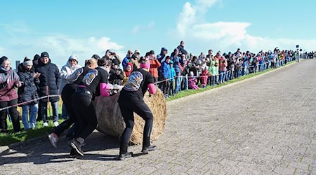 Teams kämpfen um den Titel «Strohballen-Rollmeister 2024». / Foto: Lars Penning/dpa