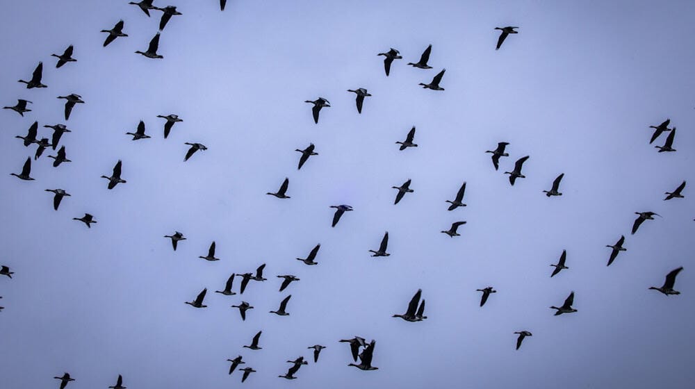 Derzeit geht hierzulande laut Experten vor allem von Wasservögeln ein Risiko für Vogelgrippe-Einträgen aus. / Foto: Jens Büttner/dpa