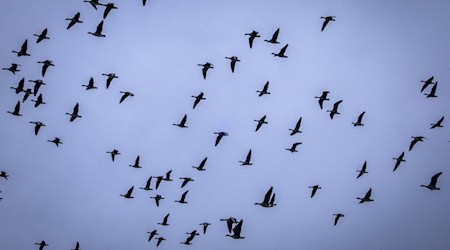 Derzeit geht hierzulande laut Experten vor allem von Wasservögeln ein Risiko für Vogelgrippe-Einträgen aus. / Foto: Jens Büttner/dpa