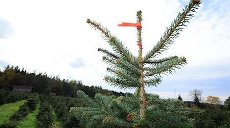 Der Weihnachtsbaum wird etwas teurer. (Archivbild) / Foto: Karl-Josef Hildenbrand/dpa