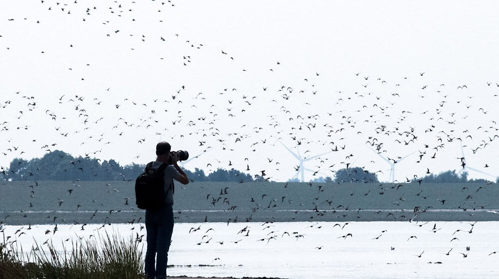 Bei den Zugvogeltagen gibt es rund 250 Veranstaltungen. (Archivbild) / Foto: Sina Schuldt/dpa