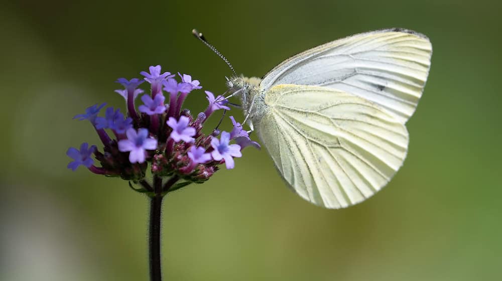 Die Landesgartenschauen, hier 2023 in Bad Gandersheim, sollen viele Besucher in die Ausrichterstädte locken. (Archivbild) / Foto: Swen Pförtner/dpa