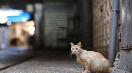 Wild lebende Hauskatzen leben oft deutlich kürzer als Hauskatzen bei Menschen. (Archivbild) / Foto: Shadi Jarar'ah/APA Images via ZUMA Wire/dpa