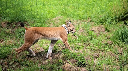 Mit dem Ziel der Ausbreitung wurde eine junge Luchsin im Sommer 2023 im Solling ausgewildert. (Archivfoto) / Foto: Stefan Rampfel/dpa