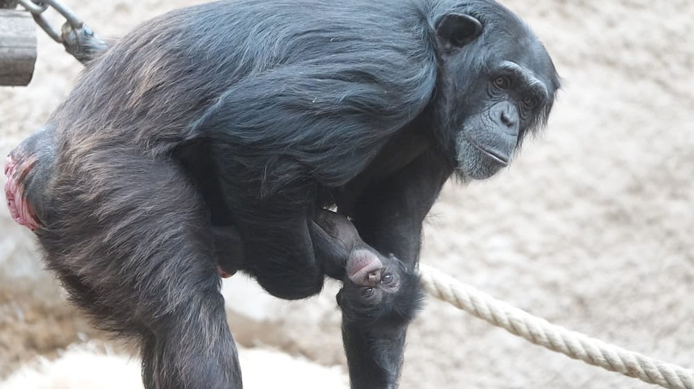 Schimpansen-Mutter Tamika hat im Zoo Osnabrück ein Jungtier zur Welt gebracht - welches Geschlecht es hat, ist noch nicht bekannt. / Foto: Hanna Räkers/Zoo Osnabrück /dpa