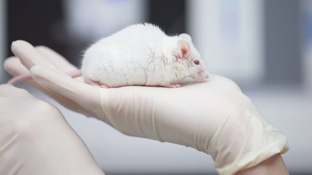 Gegen eine Forscherin in Göttingen wurde schon in der Vergangenheit wegen Tierversuchen an Mäusen ermittelt. (Symbolbild) / Foto: Friso Gentsch/dpa