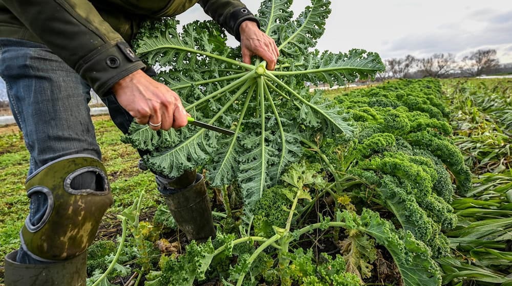 Niedersachsen unterstützt den Anbau von Bio-Gemüse in der ukrainischen Partnerregion Mykolajiw. (Archivbild) / Foto: Jens Kalaene/dpa