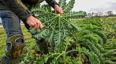 Niedersachsen unterstützt den Anbau von Bio-Gemüse in der ukrainischen Partnerregion Mykolajiw. (Archivbild) / Foto: Jens Kalaene/dpa