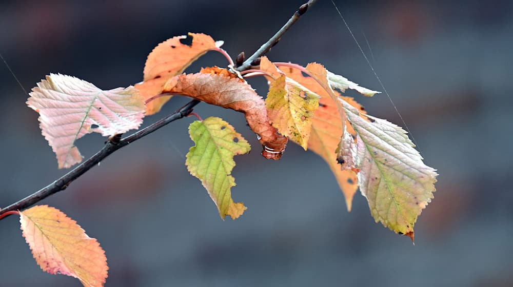 Wolken und Wind - zum Wochenende wird es herbstlich in Niedersachsen und Bremen. (Symbolbild). / Foto: Federico Gambarini/dpa