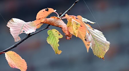 Wolken und Wind - zum Wochenende wird es herbstlich in Niedersachsen und Bremen. (Symbolbild). / Foto: Federico Gambarini/dpa