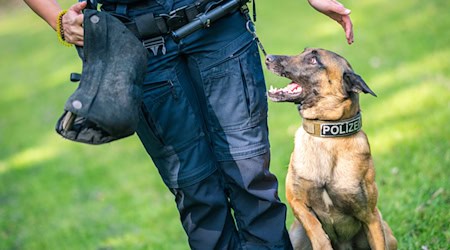 Nach einem Autounfall ist bei Burgdorf ein Polizeihund entlaufen. (Symbolbild) / Foto: Mohssen Assanimoghaddam/dpa