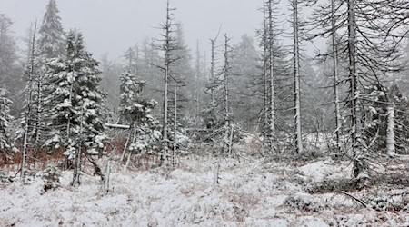 Auch auf dem Brocken hat es geschneit. / Foto: Matthias Bein/dpa