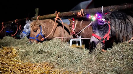 Auf dem Zeteler Markt in Friesland werden Hühner, Ponys, Esel, Lamas, Alpakas, Tauben, Kaninchen, Schafe, Ziegen, Pferde und Rinder verkauft. / Foto: Hauke-Christian Dittrich/dpa