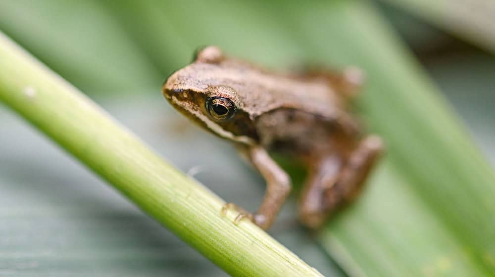 Der Moorfrosch ist «Lurch des Jahres 2025». (Archivfoto) / Foto: Marijan Murat/dpa