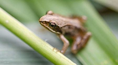 Der Moorfrosch ist «Lurch des Jahres 2025». (Archivfoto) / Foto: Marijan Murat/dpa