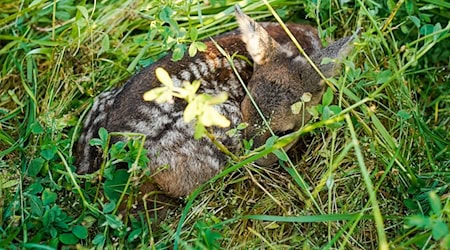 67 Drohnen wurden für die Rettung von Rehkitzen und anderen Wildtieren in Niedersachsen in diesem Jahr gefördert. (Symbolbild) / Foto: Uwe Anspach/dpa