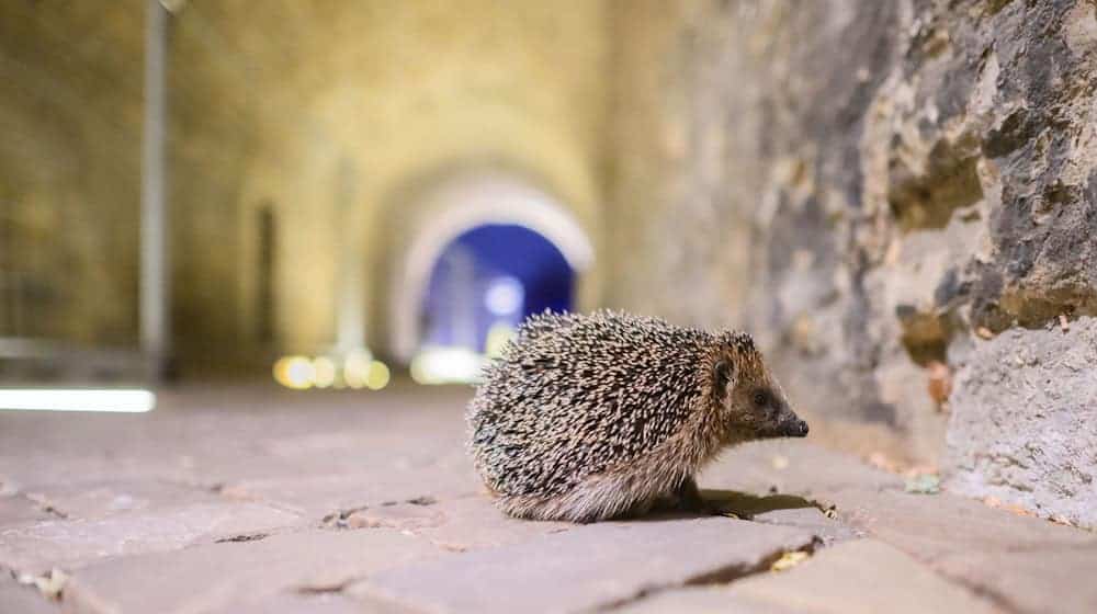 Für Igel fehlt vielerorts der passende Lebensraum, die Gefahren sind vielfältig. (Archivbild)  / Foto: Julian Stratenschulte/dpa/dpa-tmn