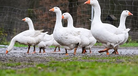 Trotz relativ hoher Preise sind einheimische Gänse in diesem Jahr gut verkauft worden. (Archivfoto) / Foto: Julian Stratenschulte/dpa