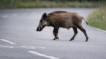 Eine Wildschweinrotte auf der Straße hat bei Braunschweig einen Unfall verursacht, der für elf Tiere tödlich endete. (Symbolbild) / Foto: Paul Zinken/dpa