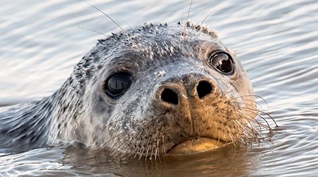 Auf Helgoland gibt es in diesem Winter viel Kegelrobben-Nachwuchs. (Symbolbild) / Foto: Daniel Bockwoldt/dpa