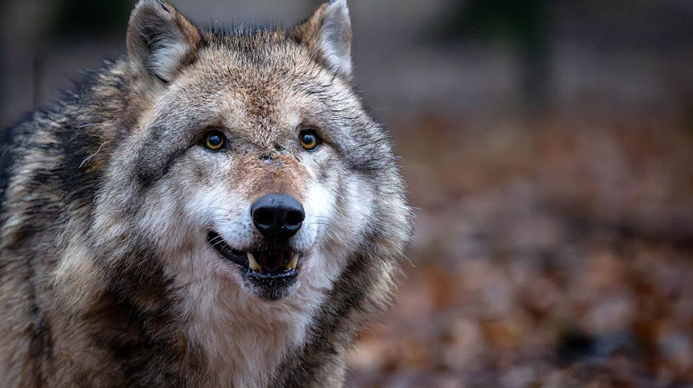 Mehr als 50 Wolfsrudel leben mittlerweile in Niedersachsen. (Archivbild) / Foto: Sina Schuldt/dpa