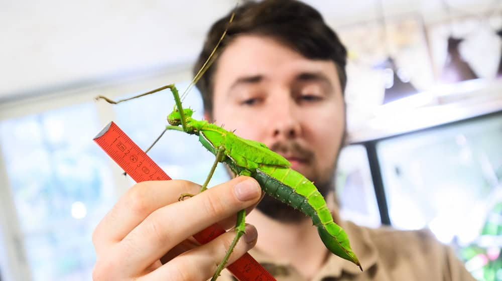 Tierische Inventur im Zoo Hannover: 1.943 Tiere und 166 Arten wurden gezählt. / Foto: Julian Stratenschulte/dpa