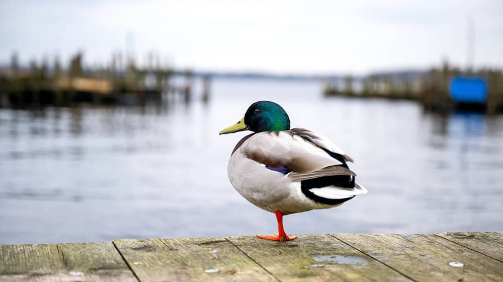 Eine Ente ist auf einem See in Braunschweig festgefroren. (Symbolbild)  / Foto: Sina Schuldt/dpa