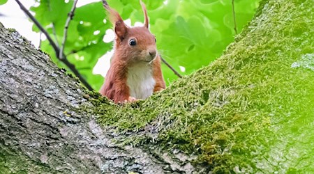 Das Eichhörnchen heißt übersetzt auf Plattdeutsch «Katteker». (Symbolbild) / Foto: Julian Stratenschulte/dpa